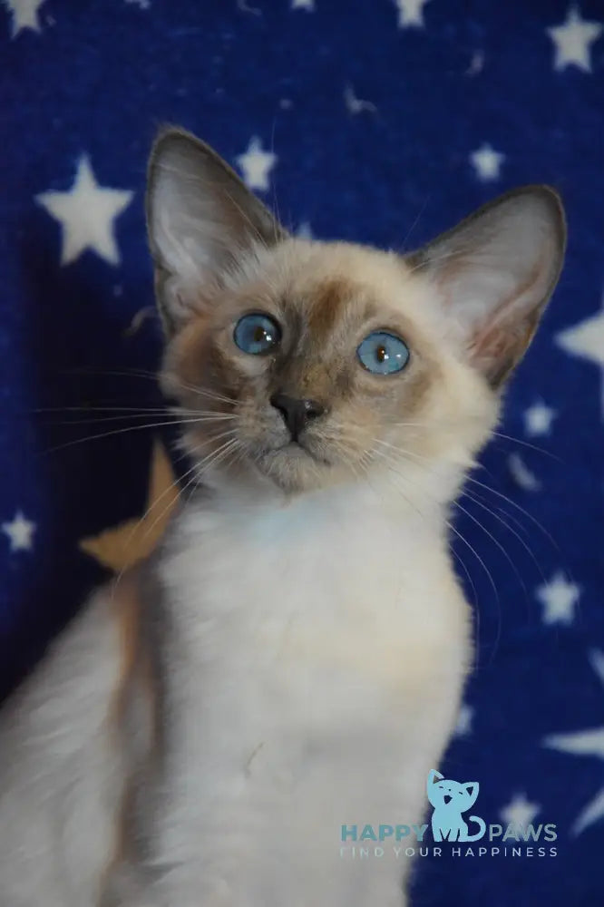Afchie Balinese male blue pointed live animals