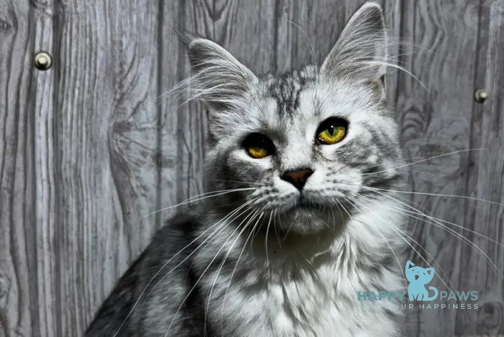 Afelia Maine Coon female black silver tabby live animals