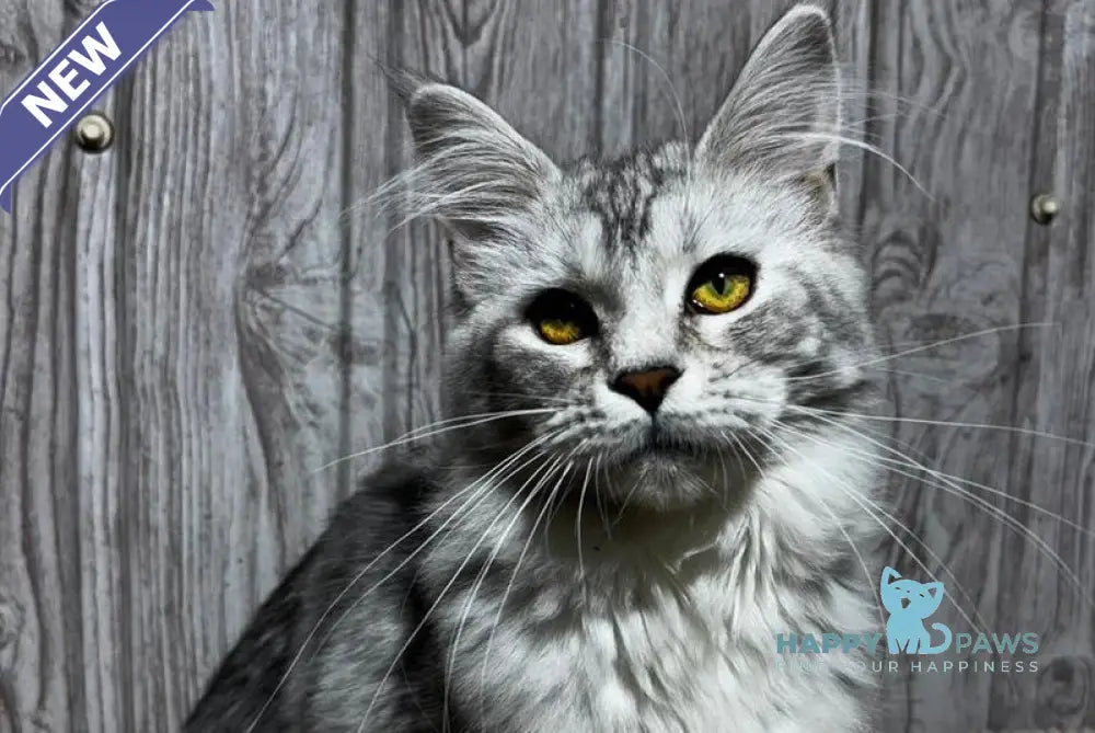 Afelia Maine Coon female black silver tabby live animals