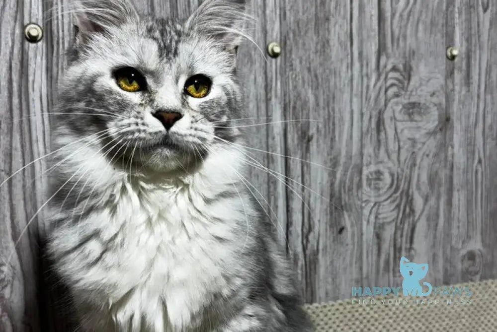 Afelia Maine Coon female black silver tabby live animals