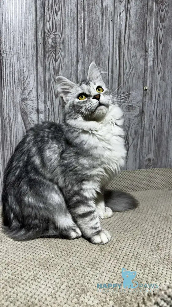 Afelia Maine Coon female black silver tabby live animals