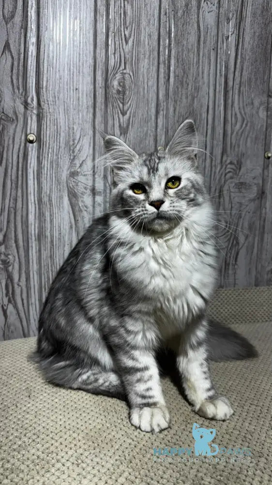 Afelia Maine Coon female black silver tabby live animals