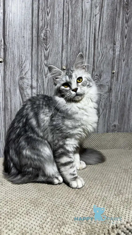 Afelia Maine Coon female black silver tabby live animals