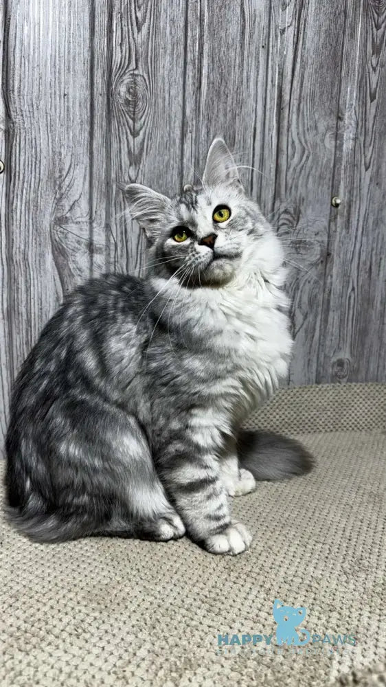 Afelia Maine Coon female black silver tabby live animals