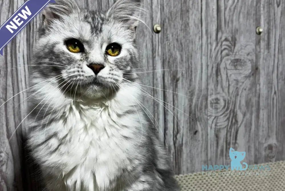 Afelia Maine Coon female black silver tabby live animals