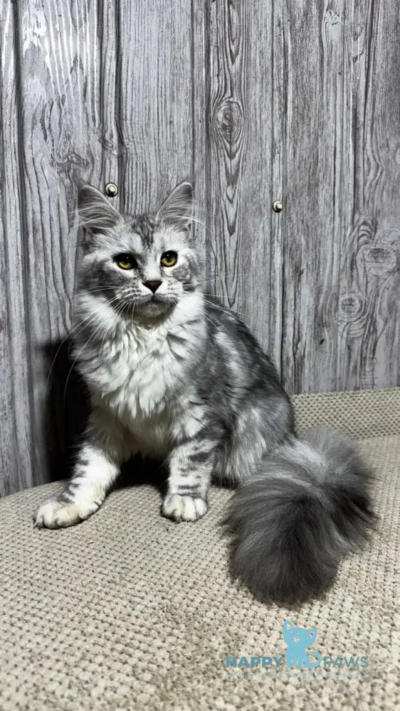 Afelia Maine Coon female black silver tabby live animals