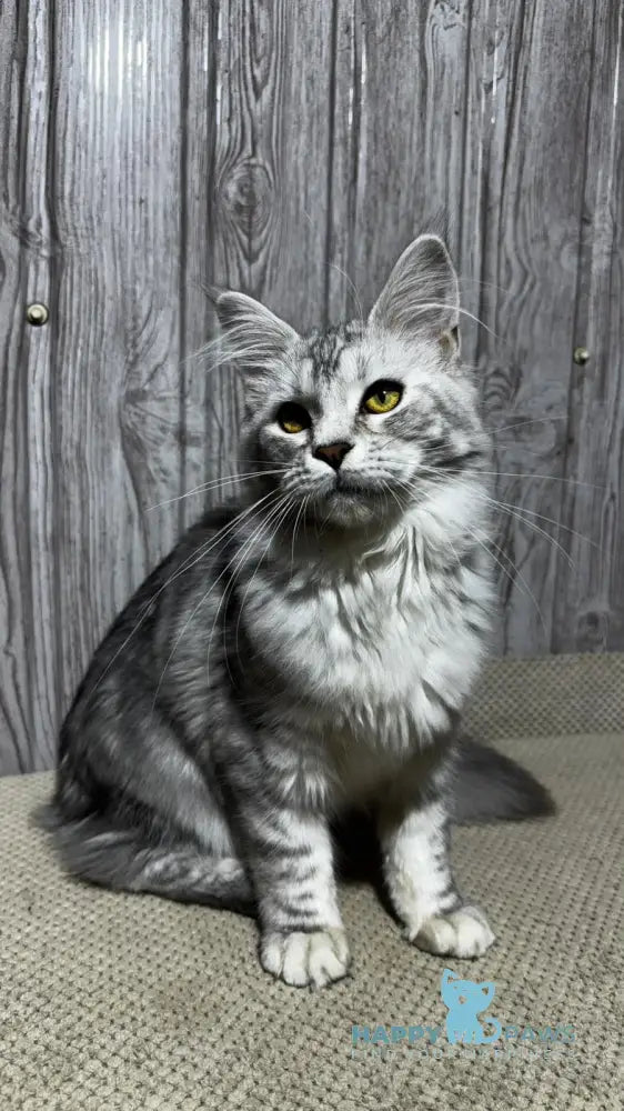 Afelia Maine Coon female black silver tabby live animals
