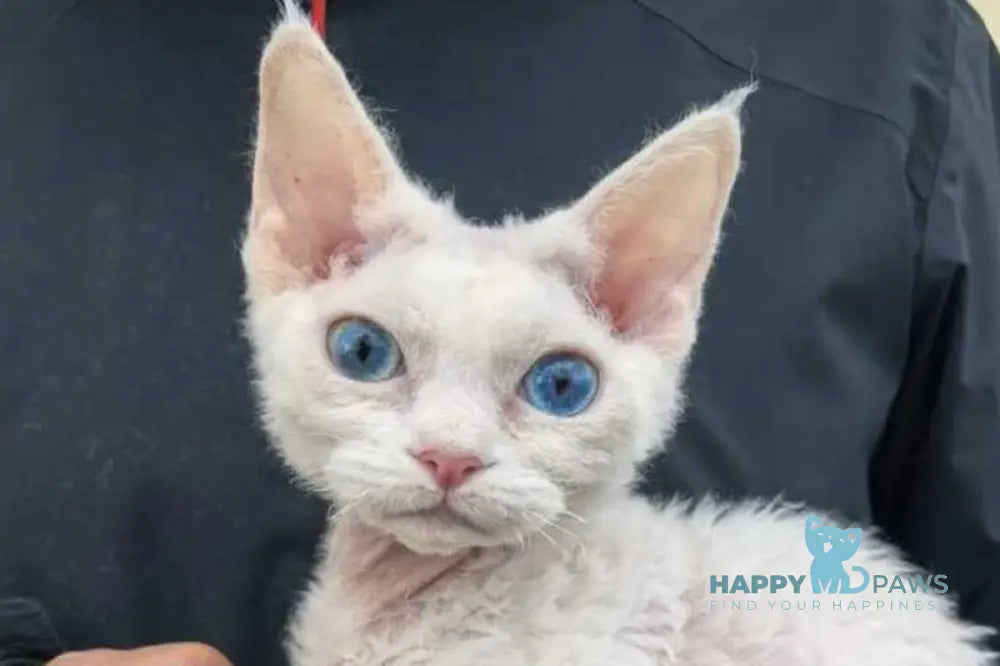 Afelija Devon Rex female white live animals