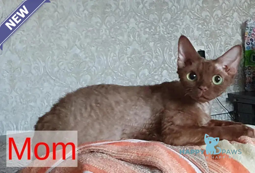 Afelija Devon Rex female white live animals