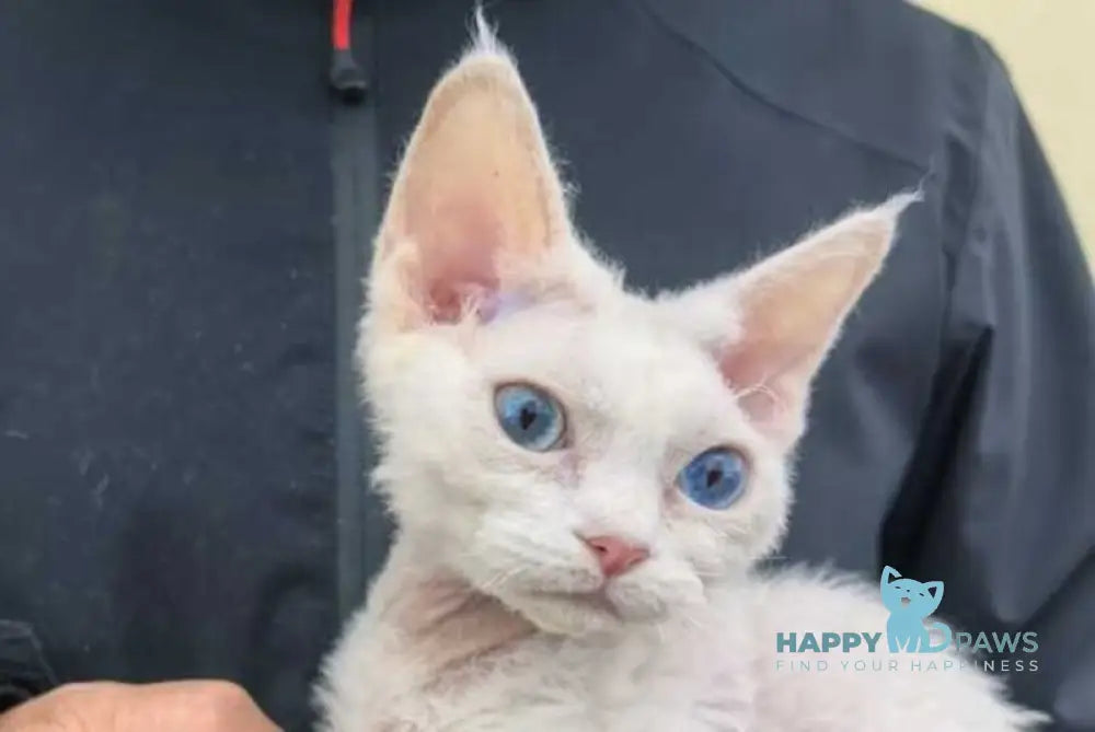 Afelija Devon Rex female white live animals
