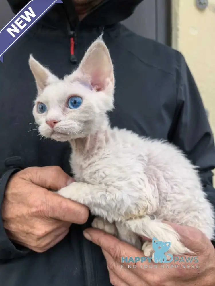 Afelija Devon Rex female white live animals