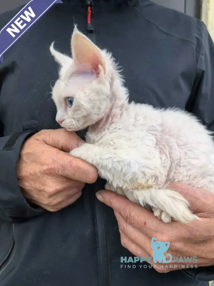 Afelija Devon Rex female white live animals