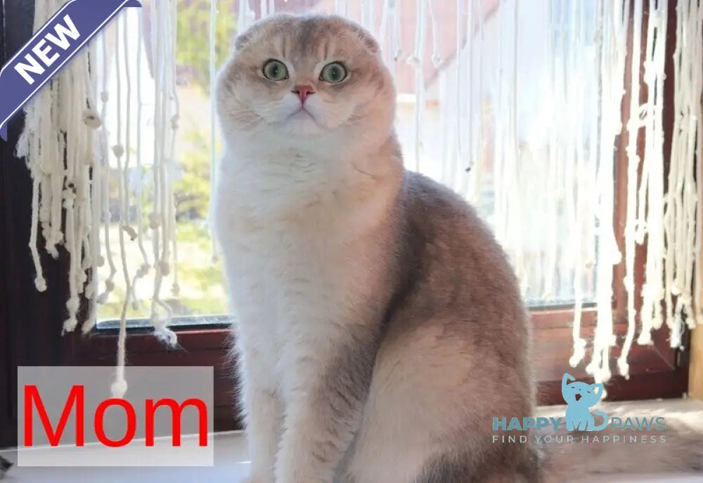 Affectionate Scottish Straight male blue golden shaded live animals