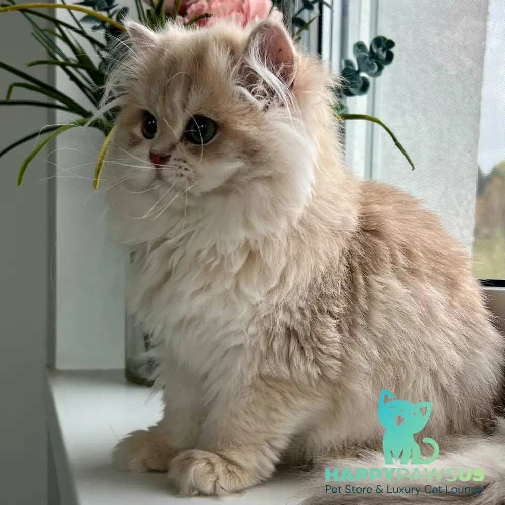 Afina British Longhair female lilac golden shaded - live animals