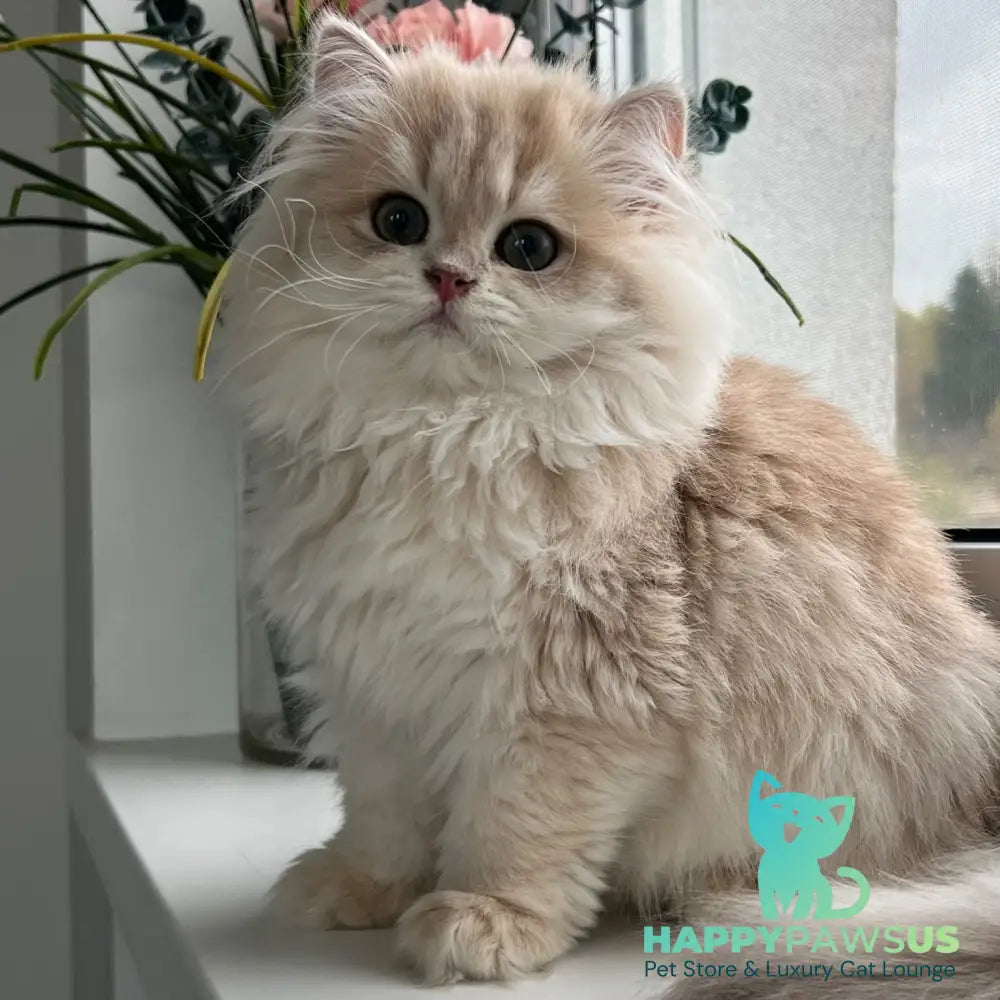 Afina British Longhair female lilac golden shaded - live animals