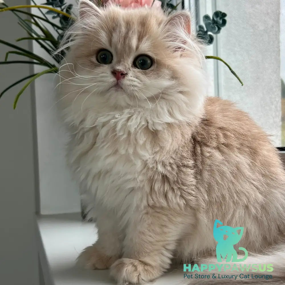 Afina British Longhair female lilac golden shaded - live animals