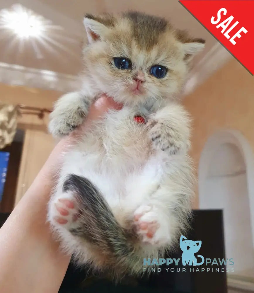 Afina British Shorthair female black golden shaded live animals