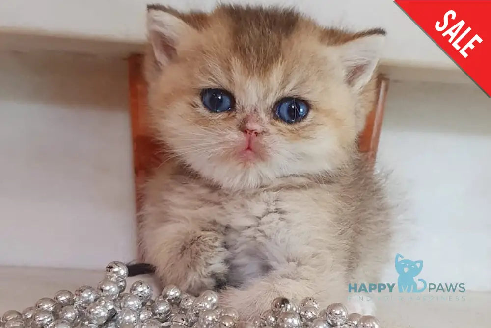Afina British Shorthair female black golden shaded live animals