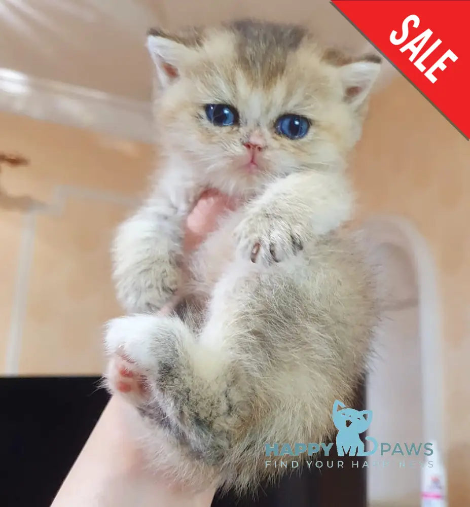 Afina British Shorthair female black golden shaded live animals
