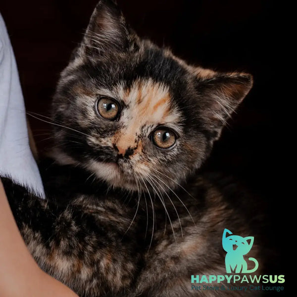 Afina British Shorthair female black tortie - live animals