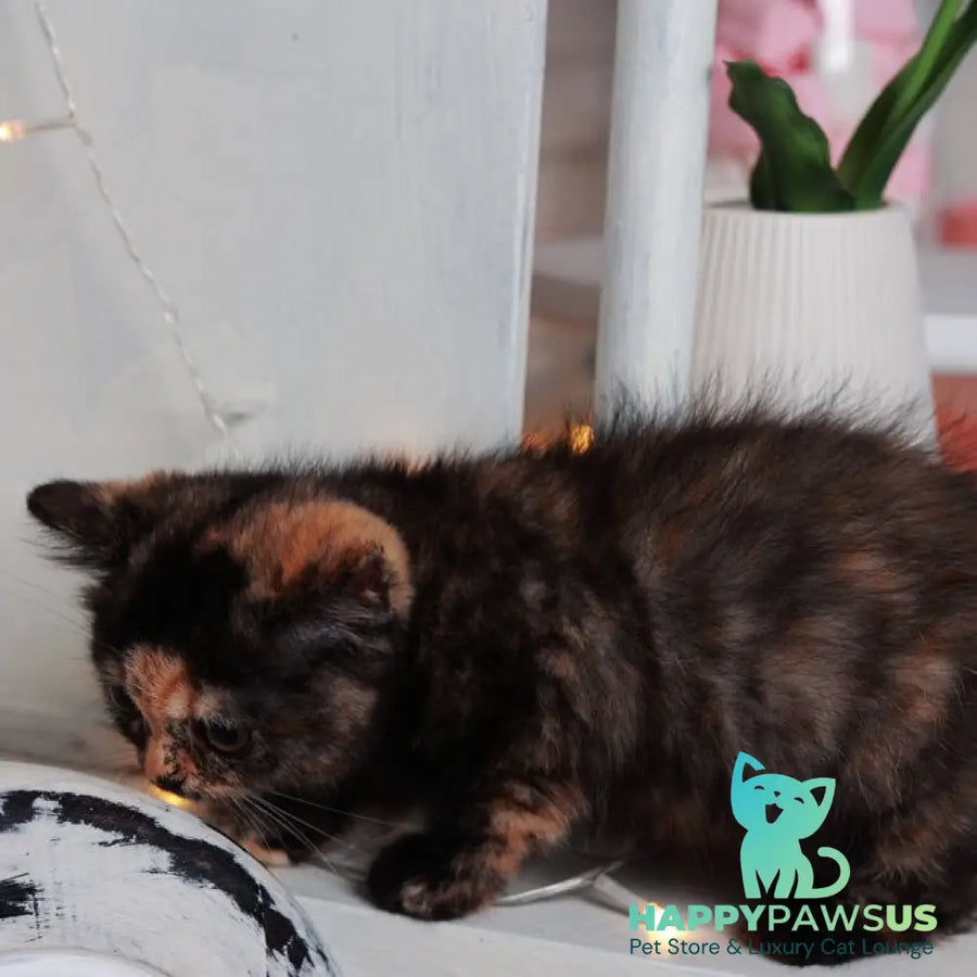 Afina British Shorthair female black tortie - live animals