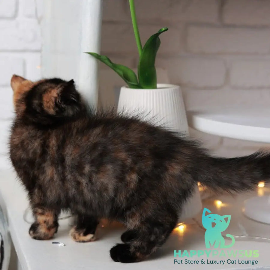 Afina British Shorthair female black tortie - live animals