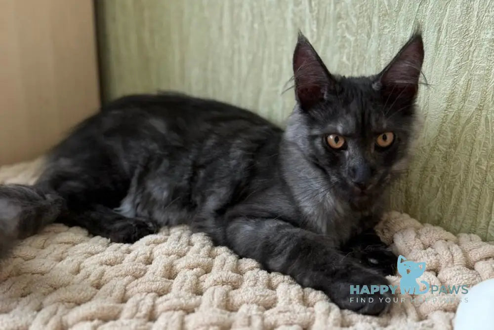 Afina Maine Coon female black silver live animals