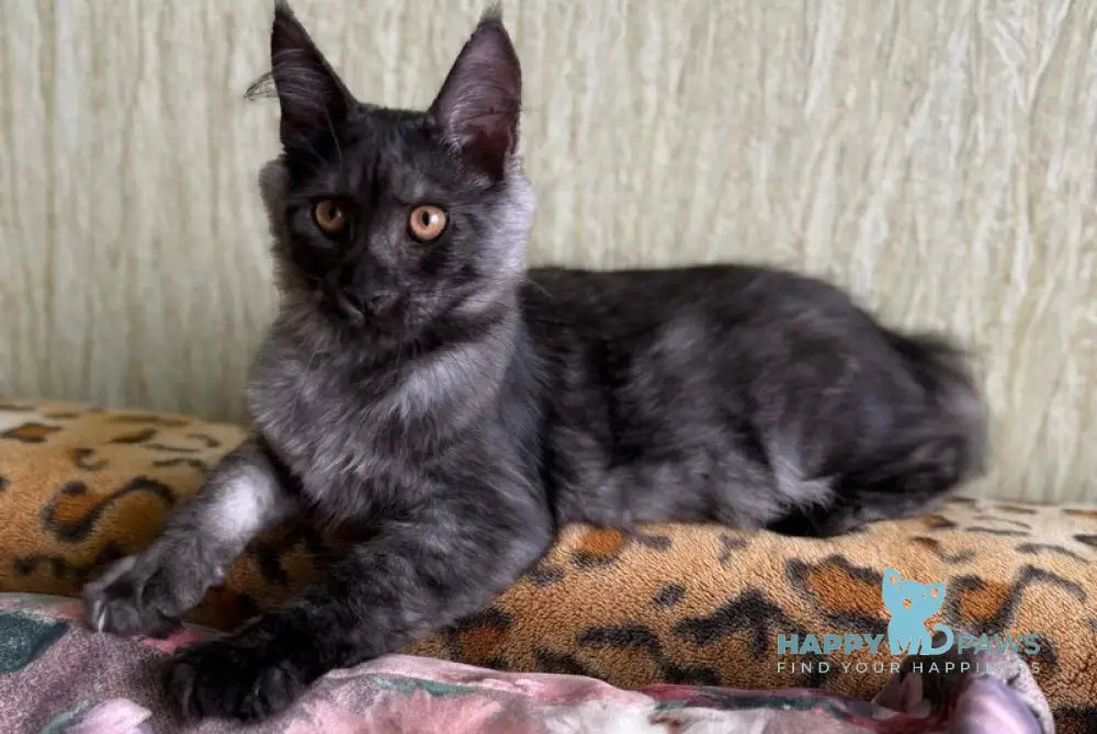 Afina Maine Coon female black silver live animals