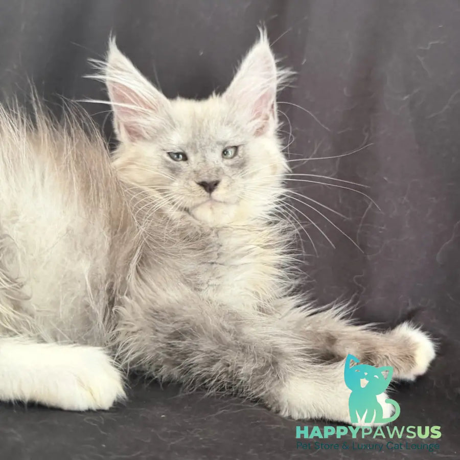 Afina Maine Coon female black silver mitted - live animals