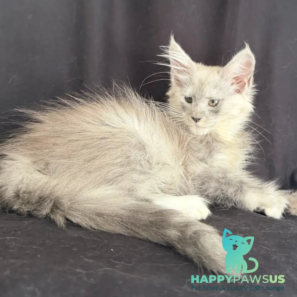 Afina Maine Coon female black silver mitted - live animals