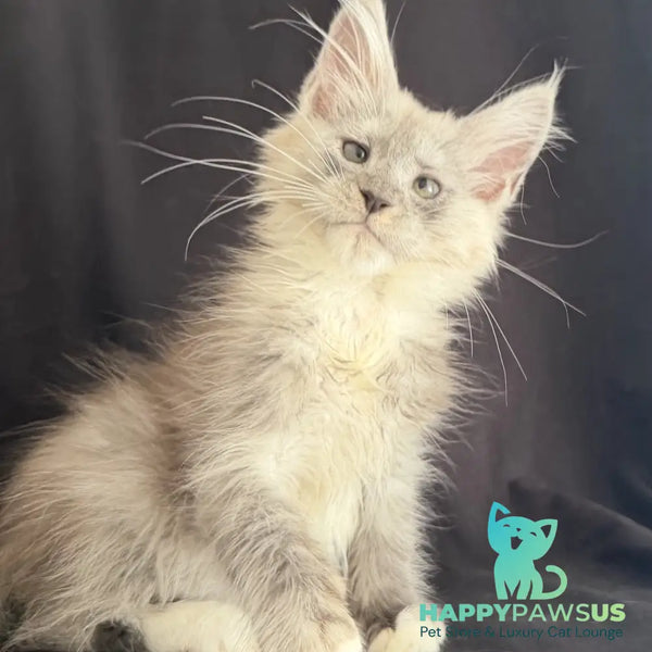 Afina Maine Coon female black silver mitted - live animals