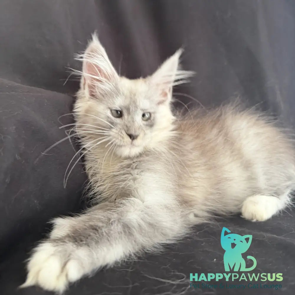 Afina Maine Coon female black silver mitted - live animals