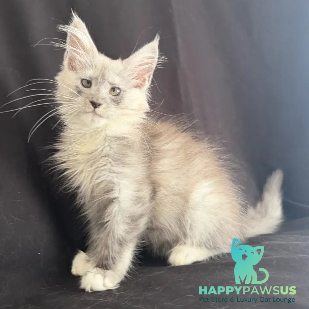 Afina Maine Coon female black silver mitted - live animals