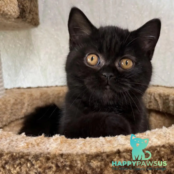 Afina Scottish Straight female black - live animals
