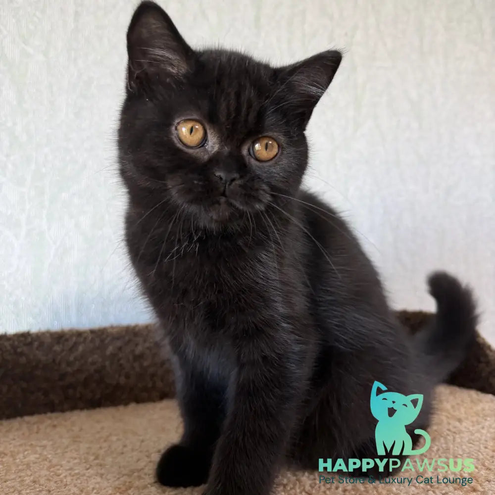 Afina Scottish Straight female black - live animals