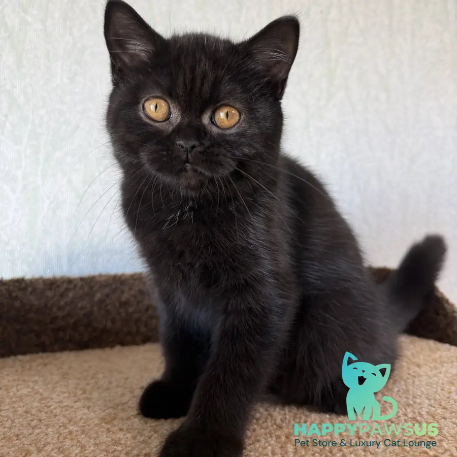Afina Scottish Straight female black - live animals