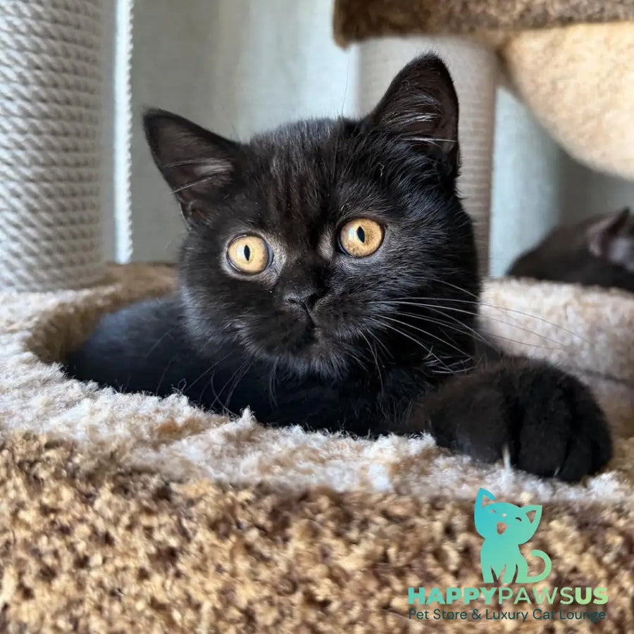 Afina Scottish Straight female black - live animals