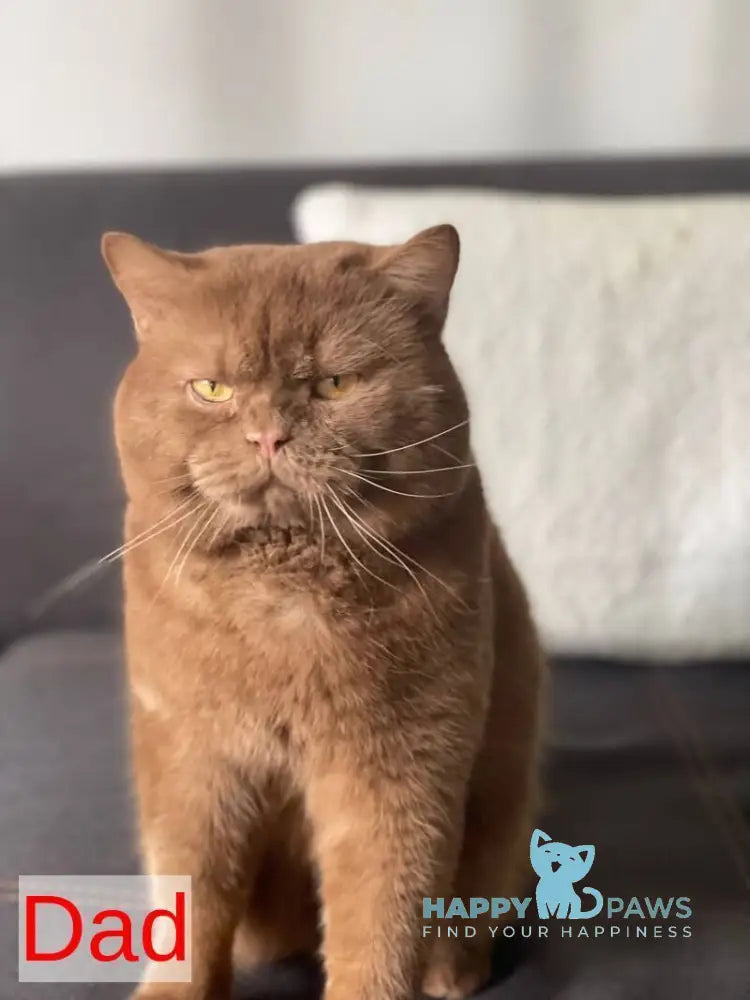 Aflek British Shorthair male black golden shaded live animals