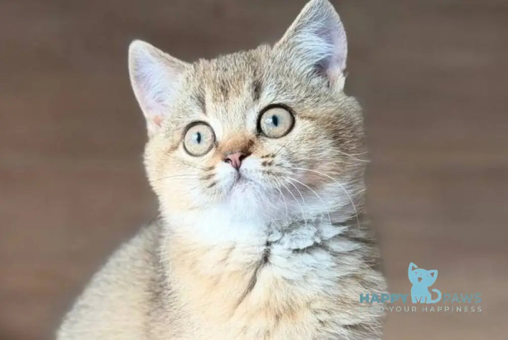 Aflek British Shorthair male black golden shaded live animals