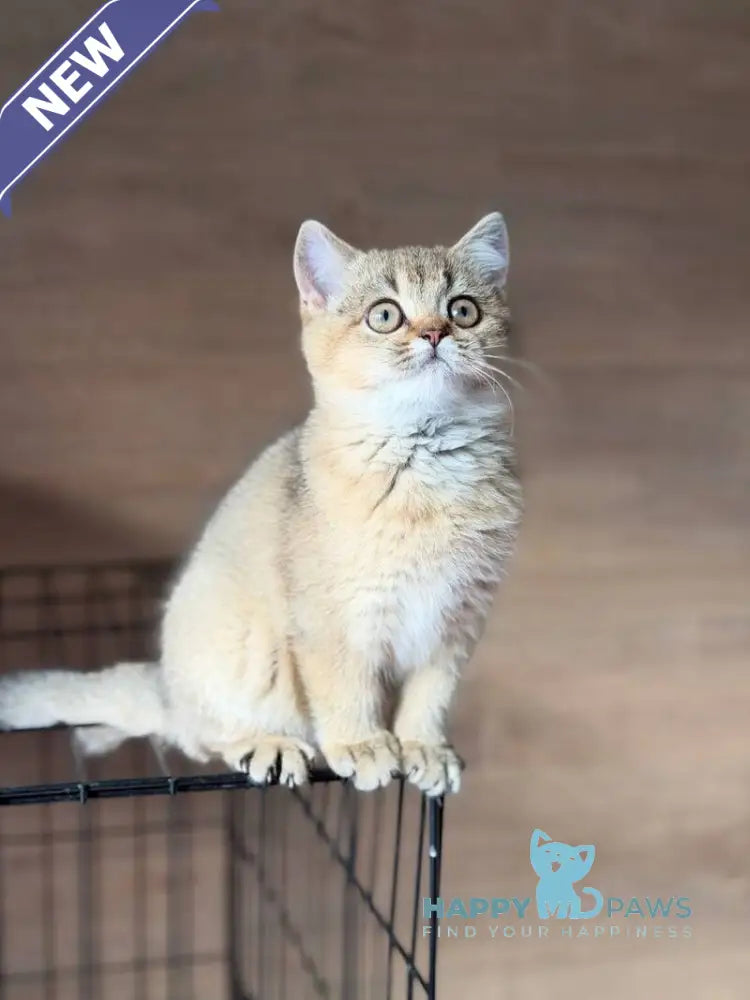 Aflek British Shorthair male black golden shaded live animals