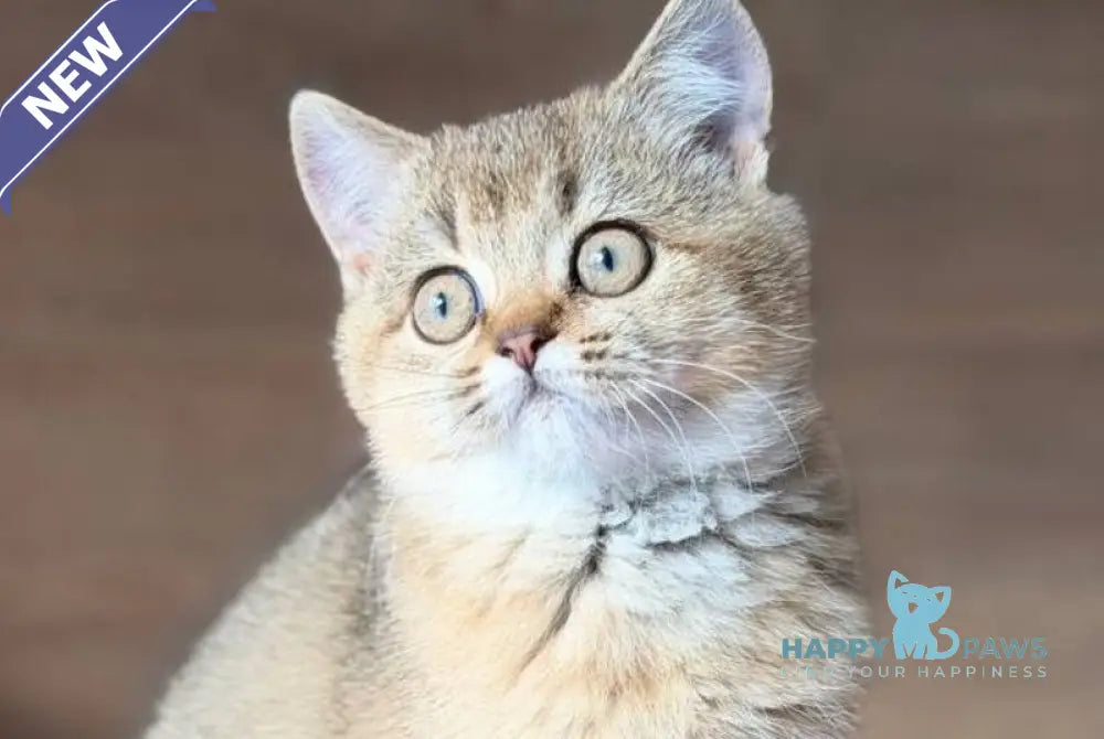 Aflek British Shorthair male black golden shaded live animals