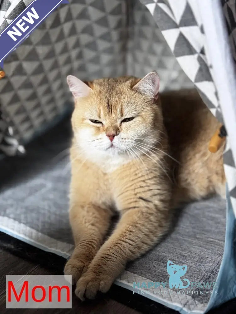 Aflek British Shorthair male black golden shaded live animals