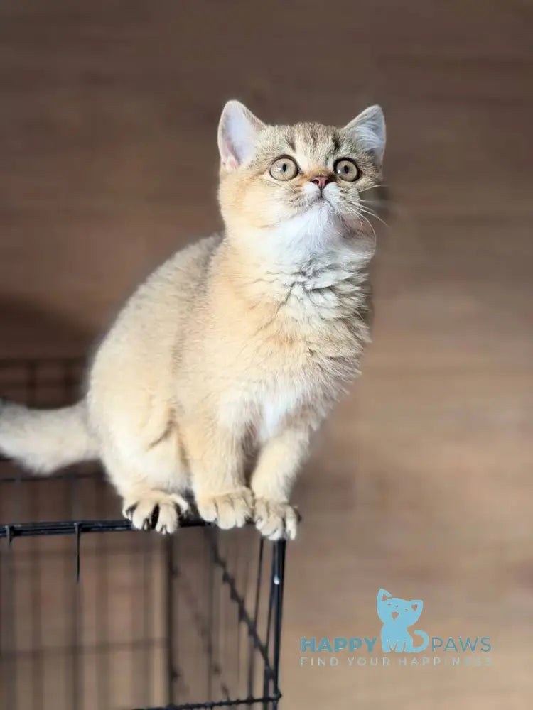 Aflek British Shorthair male black golden shaded live animals