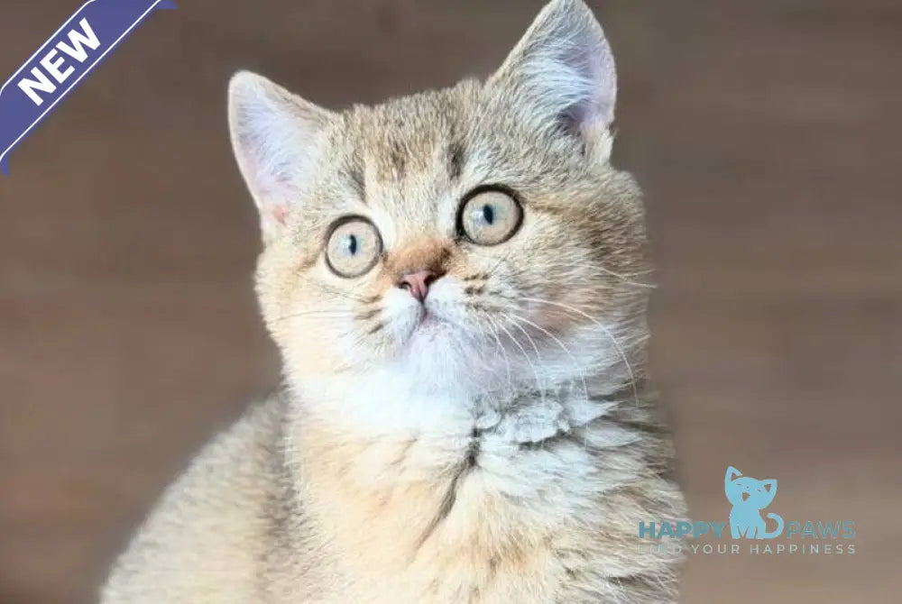 Aflek British Shorthair male black golden shaded live animals