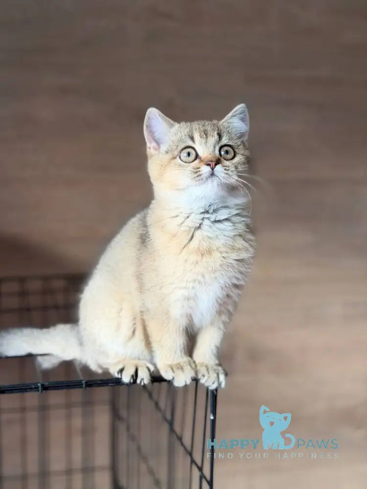 Aflek British Shorthair male black golden shaded live animals