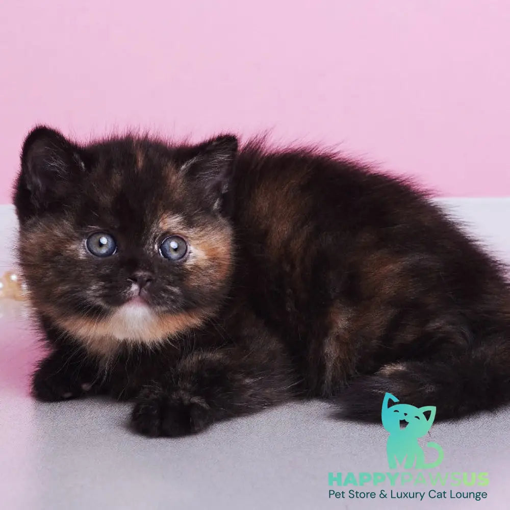 Africa British Shorthair female black tortie - live animals