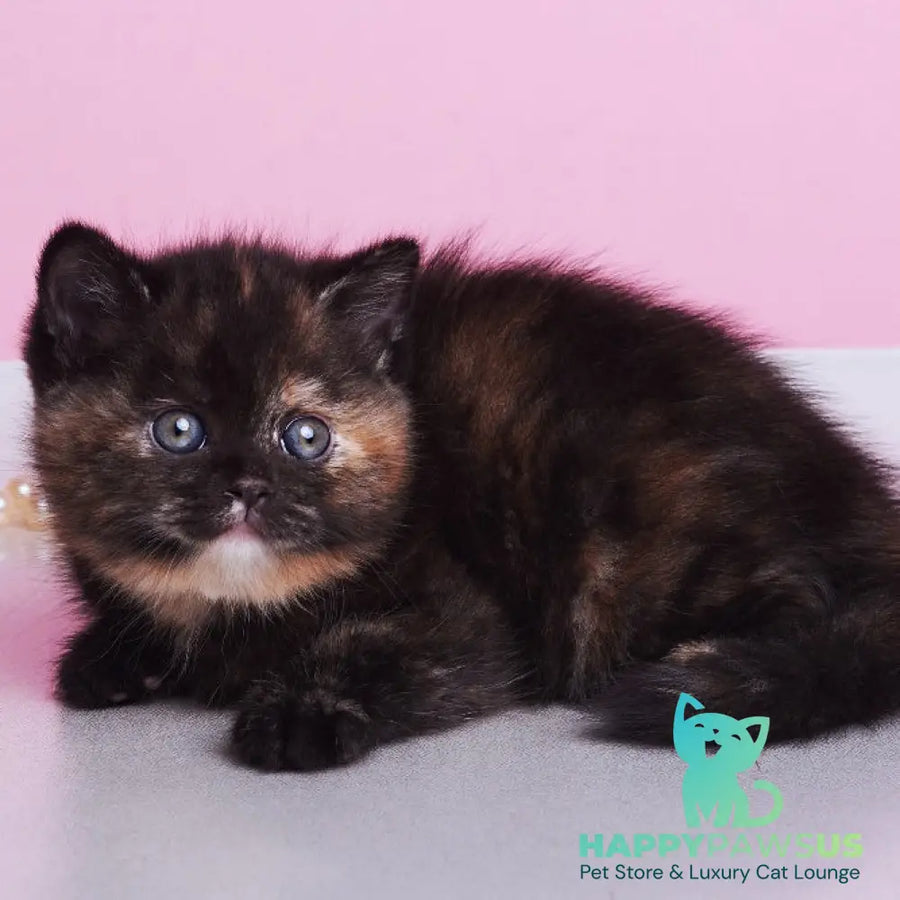Africa British Shorthair female black tortie - live animals
