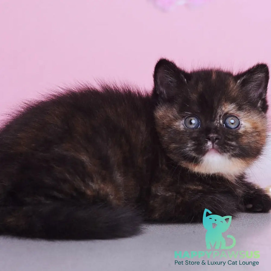 Africa British Shorthair female black tortie - live animals