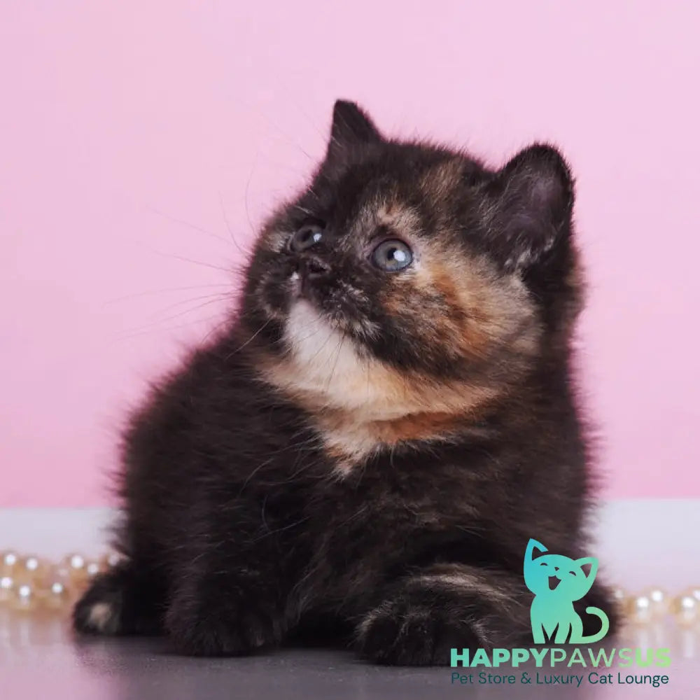 Africa British Shorthair female black tortie - live animals