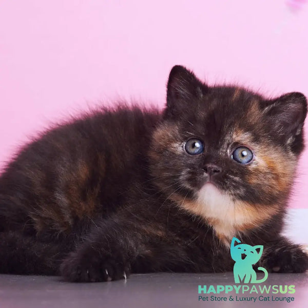 Africa British Shorthair female black tortie - live animals